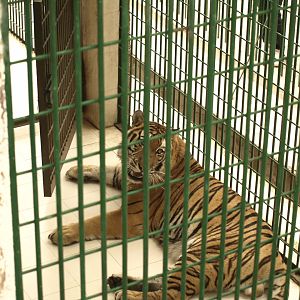 Siberian tiger 'Rocky' - Bansra Gali Wildlife Park 10/7/2018