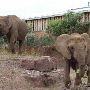 Asian and African Elephant