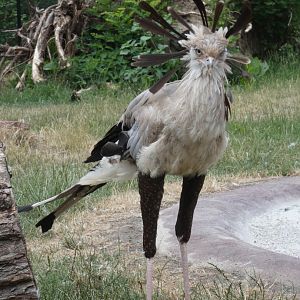 Secretary Bird