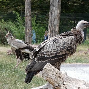 Ruppell's Griffon Vulture and Secretary Bird
