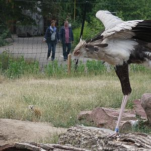Yellow Mongoose and Secretary Bird