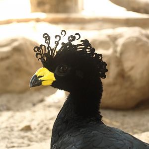 Great curassow - Lake View Point Bird park 12/7/2018
