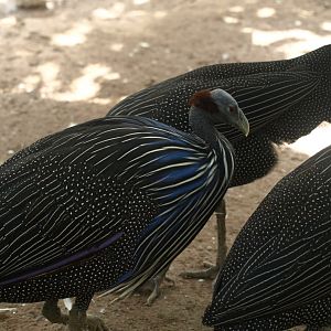 Vulturine guineafowl - Lake View Point Bird park 12/7/2018