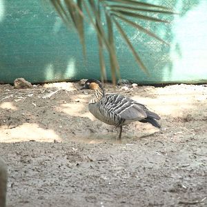 Nēnē goose - Lake View Point Bird park 12/7/2018