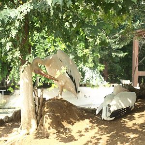 Great white pelican - Lake View Point Bird park 12/7/2018