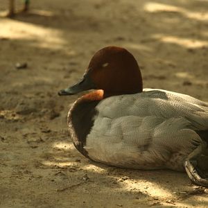 Common pochard - Lake View Point Bird park 12/7/2018