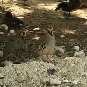 Chukar partridge - Lake View Point Bird park 12/7/2018