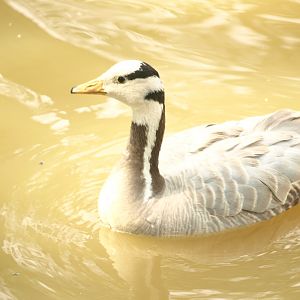 Bar-headed goose  Lake View Point Bird park 12/7/2018