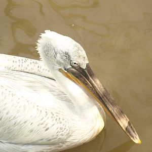 Dalmatian pelican - Lake View Point Bird park 12/7/2018