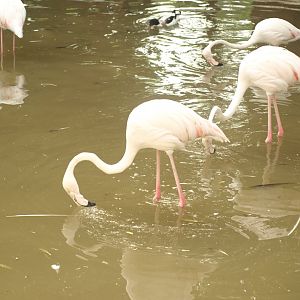 Greater flamingo - Lake View Point Bird park 12/7/2018