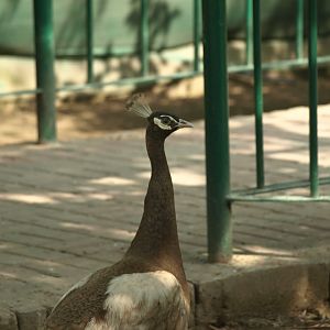 'Bronze' peacock - Lake View Point Bird park 12/7/2018
