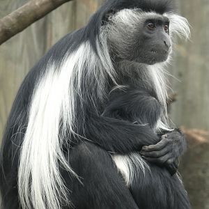 Peter's Angolan Colobus