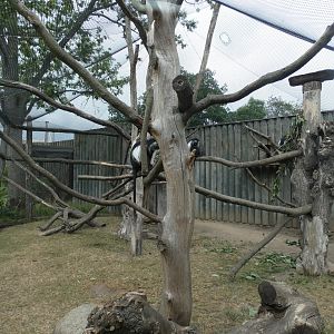 Peter's Angolan Colobus enclosure