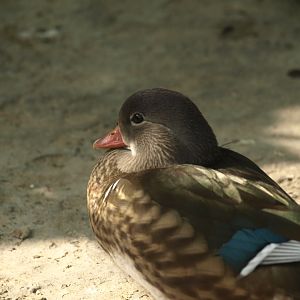Mandarin drake, eclipse plumage - Lake View Point Bird park 12/7/2018
