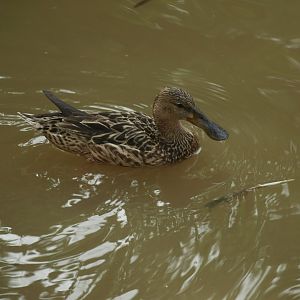 Northern shoveler female - Lake View Point Bird park 12/7/2018