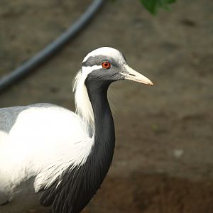 Demoiselle crane - Lake View Point Bird park 12/7/2018