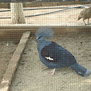 Western crowned pigeon - Lake View Point Bird park 12/7/2018