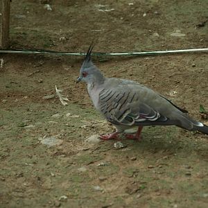 Crested pigeon - Lake View Point Bird park 12/7/2018