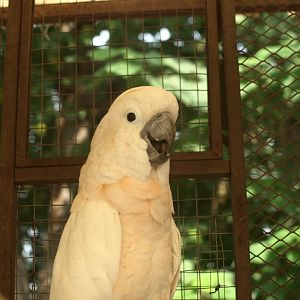 Salmon-crested cockatoo - Lake View Point Bird park 12/7/2018