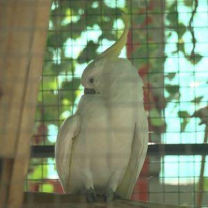 Sulphur-crested cockatoo - Lake View Point Bird park 12/7/2018