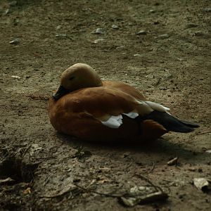 Ruddy shelduck - Lake View Point Bird park 12/7/2018