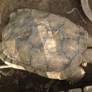 Spur-thighed tortoise - Lake View Point Bird park 12/7/2018