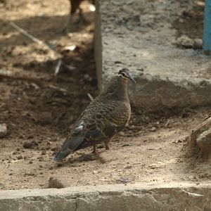 Common bronzewing - Lake View Point Bird park 12/7/2018