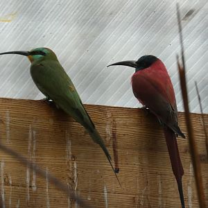 Blue-cheeked and Carmine Bee-eater