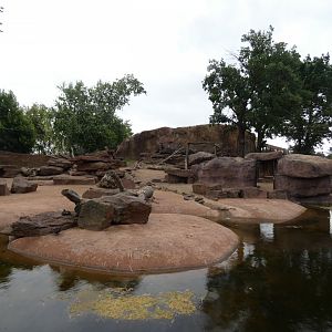 Gelada and Nubian Ibex enclosure