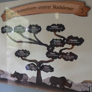 Black Rhino Family Tree