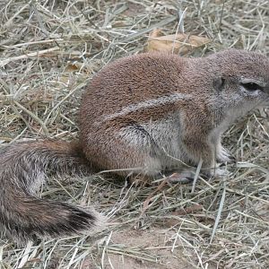 Cape Ground Squirrel