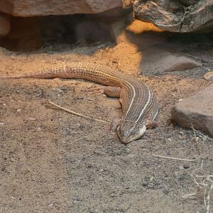 Sudan Plated Lizard