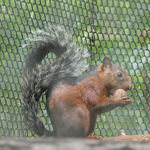 Red-flanked Variegated Squirrel