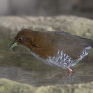 Red and white crake