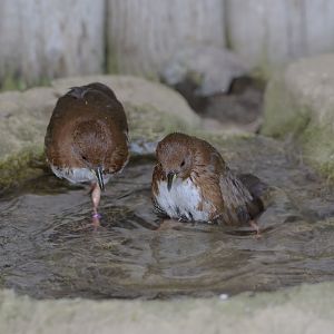 Red and white crakes
