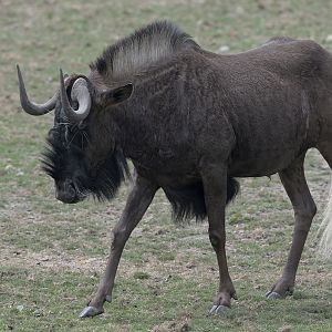 White-tailed gnu