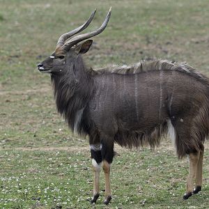 Nyala buck