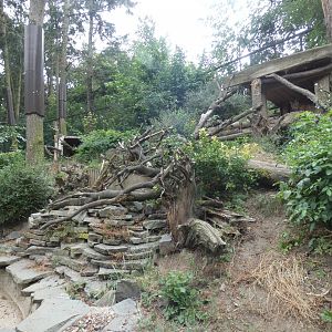 Carpathian Lynx enclosure