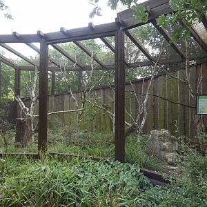 Gabon Talapoin Outdoor