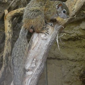 Smith's Bush Squirrel in Elephant house