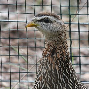 Double-spurred Francolin