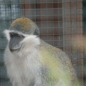 Grivet Monkey
