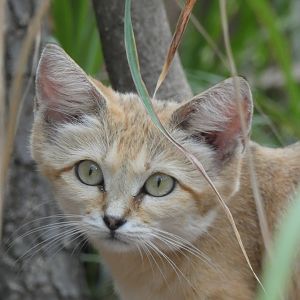 Arabian Sand Cat