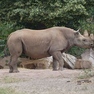 Eastern Black Rhino