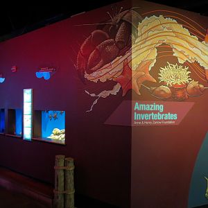 Amazing Invertebrates - Exhibits