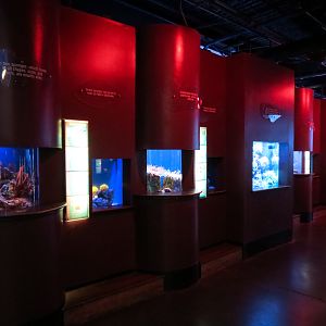 Amazing Invertebrates - Exhibits