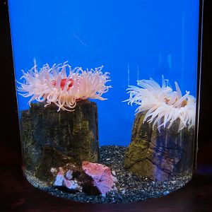 Amazing Invertebrates - Sandrose Anemone Exhibit