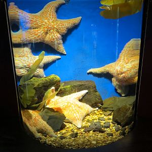 Amazing Invertebrates - Leather Star Exhibit