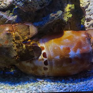 Amazing Invertebrates - Slipper Lobster Exhibit