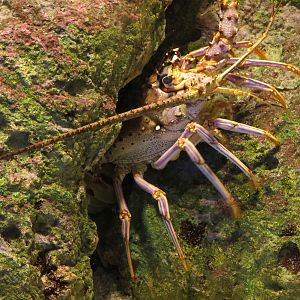 Amazing Invertebrates - Caribbean Spiny Lobster Exhibit